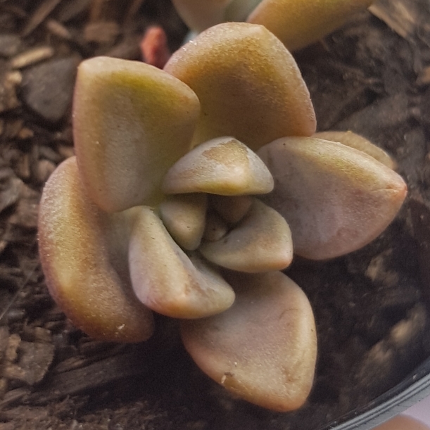 Plant image Graptopetalum Copper Rose