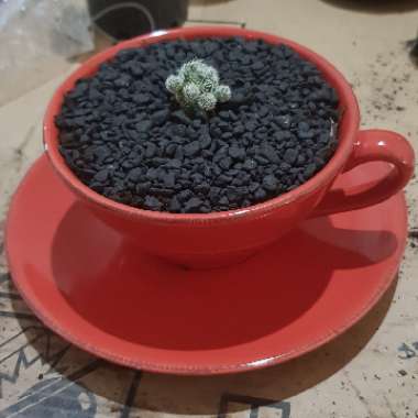 Mammillaria Vetula var. Gracilis