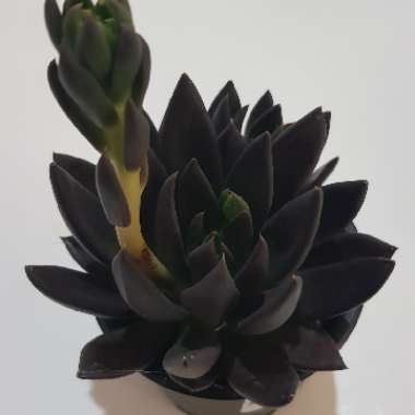 Echeveria Affinis sp.