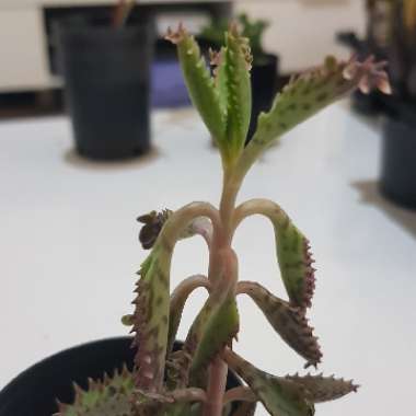 Kalanchoe daigremontiana syn. Bryophyllum daigremontianum