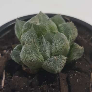 Haworthia Cooperi var. Venusta