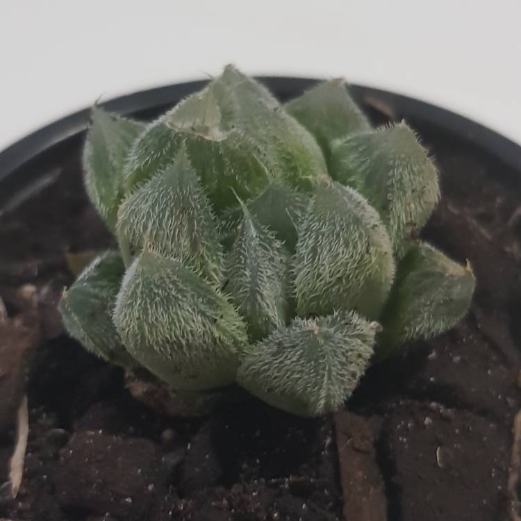 Plant image Haworthia Cooperi var. Venusta