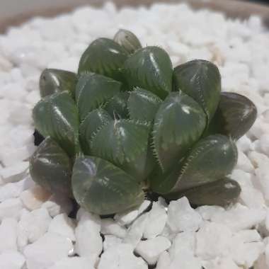 Haworthia cooperi var pilifera