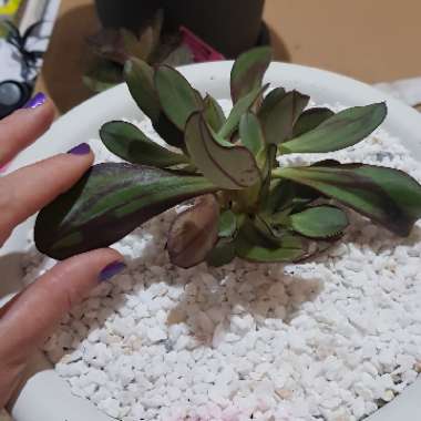 Echeveria Nodulosa