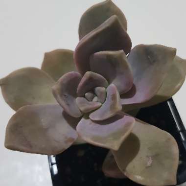 Graptopetalum Purple Delight syn. Graptopetalum Snow White