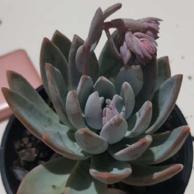 x Pachyveria Powder Puff