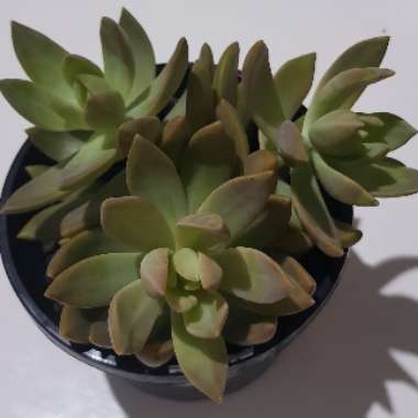 Sedum 'Pat's Pink' syn. Sedeveria 'Pat's Pink', Sedum 'Pam's Pink'