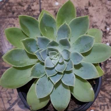 Echeveria Secunda