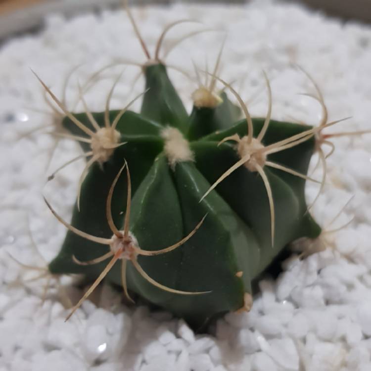 Plant image Ferocactus electracanthus syn. Ferocactus histrix
