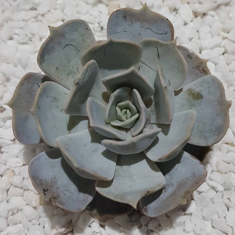 plant image 939816