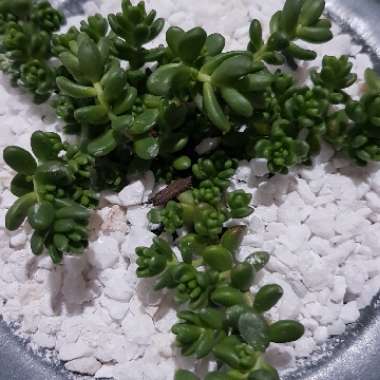 Sedum Album