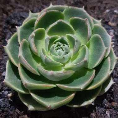 Echeveria Longissima var. Longissima