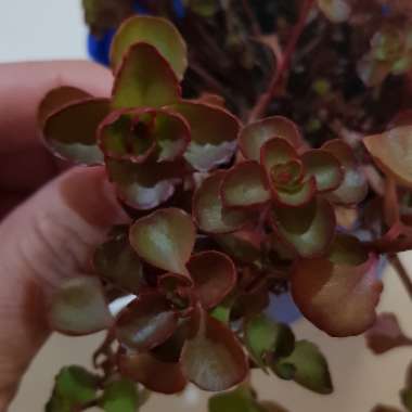 Sedum Spurium 'Voodoo'