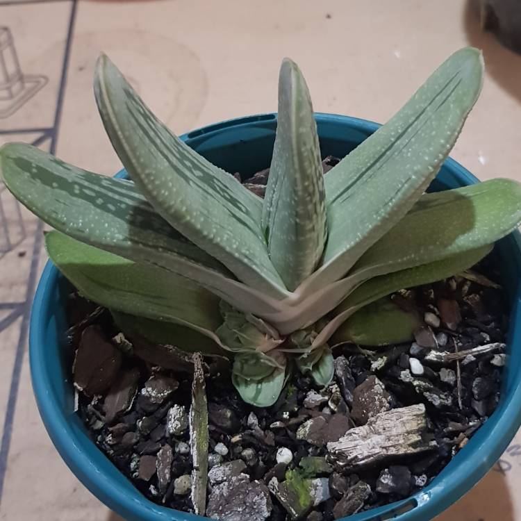 Plant image Gasteria Big Brother
