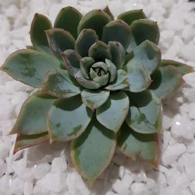Echeveria Violet Queen