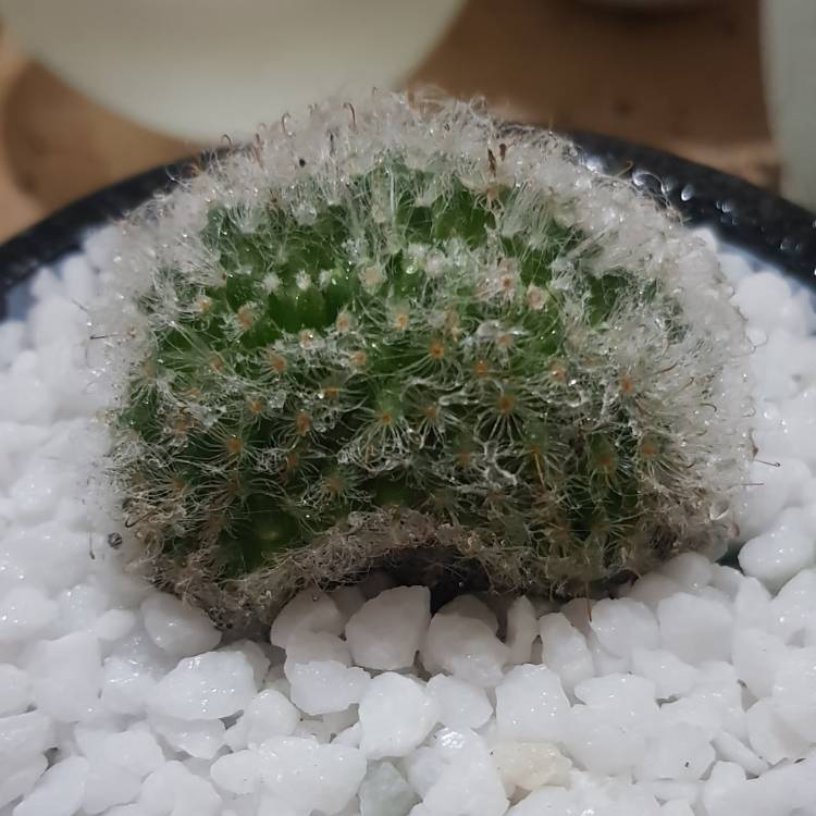 Plant image Mammillaria bocasana 'Crested'