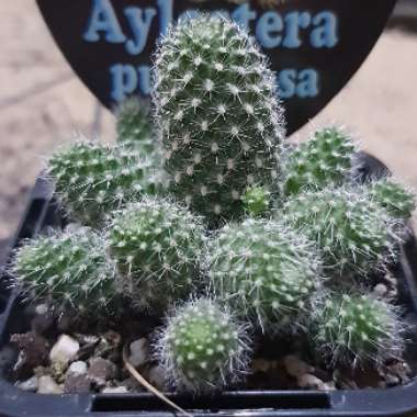 Rebutia pulvinosa