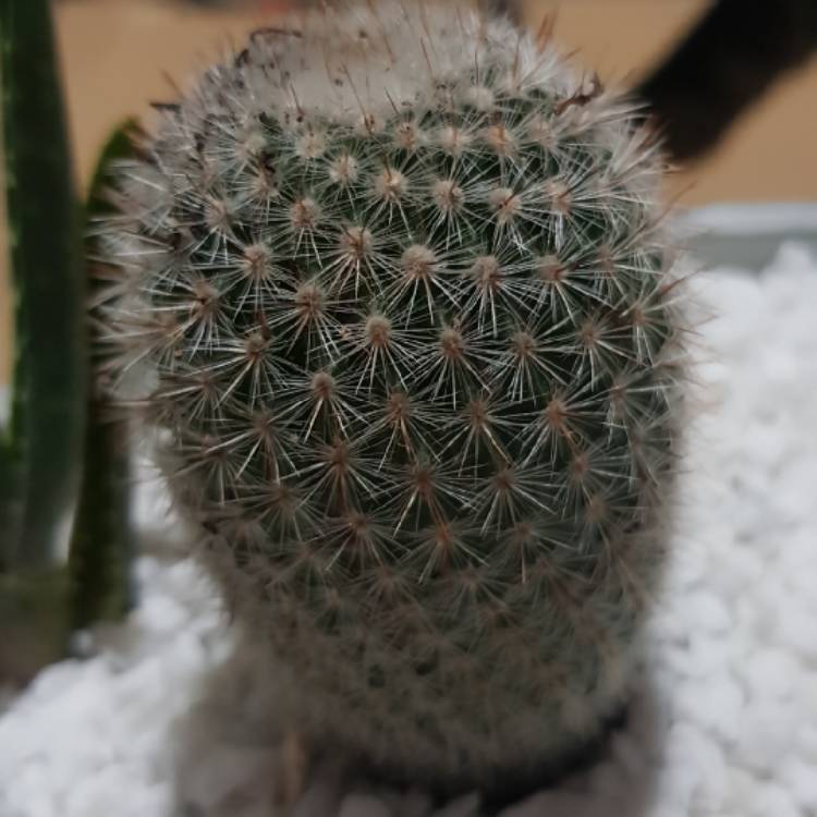 Plant image Notocactus ottonis elegans subsp. mammulosus syn. Echinocactus mammulosus