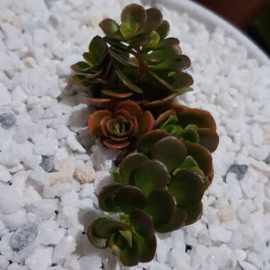 Sedum Makinoi 'Tundra Tornado'