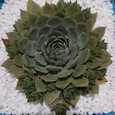 Sempervivum Blue Boy
