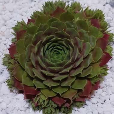 Sempervivum Marland Beauty