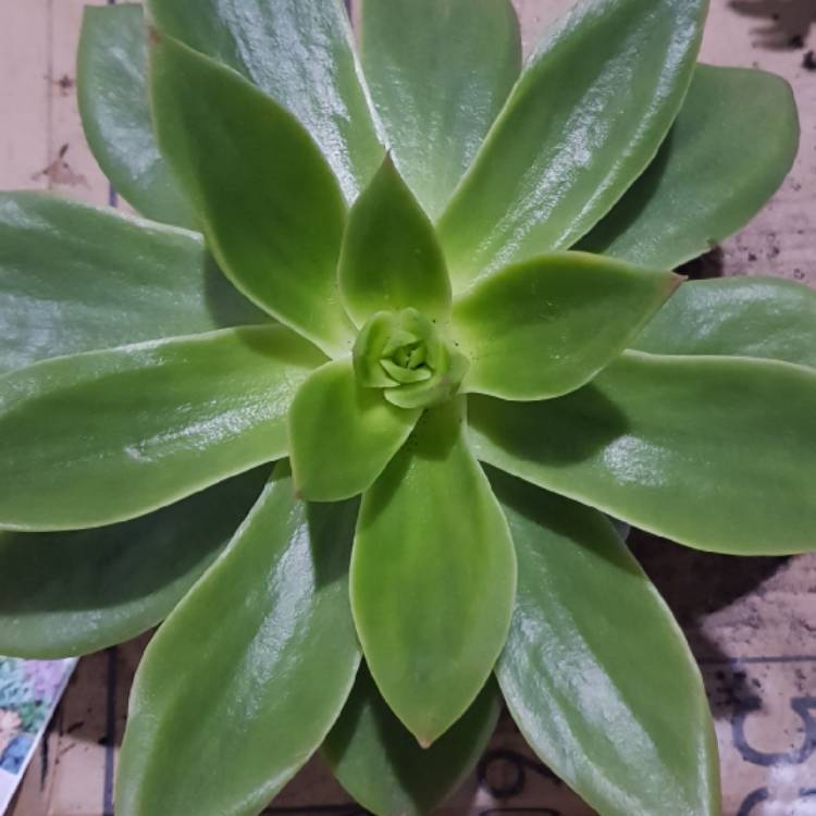 Echeveria Green Star, Echeveria 'Green Star' in GardenTags plant  encyclopedia