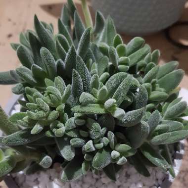 Crassula 'Surprise Party'