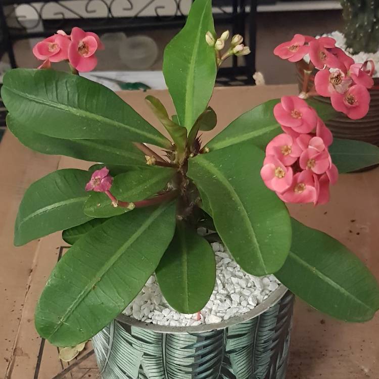 Plant image Euphorbia milii 'Lipstick'