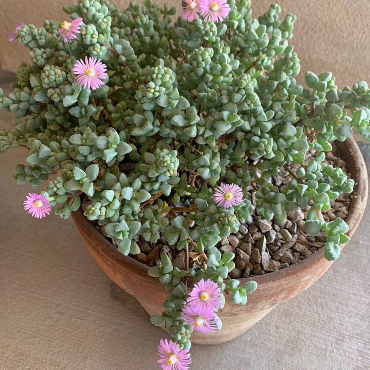plant image 1065604