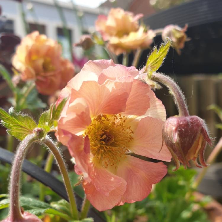 Plant image Geum 'Mai Tai'