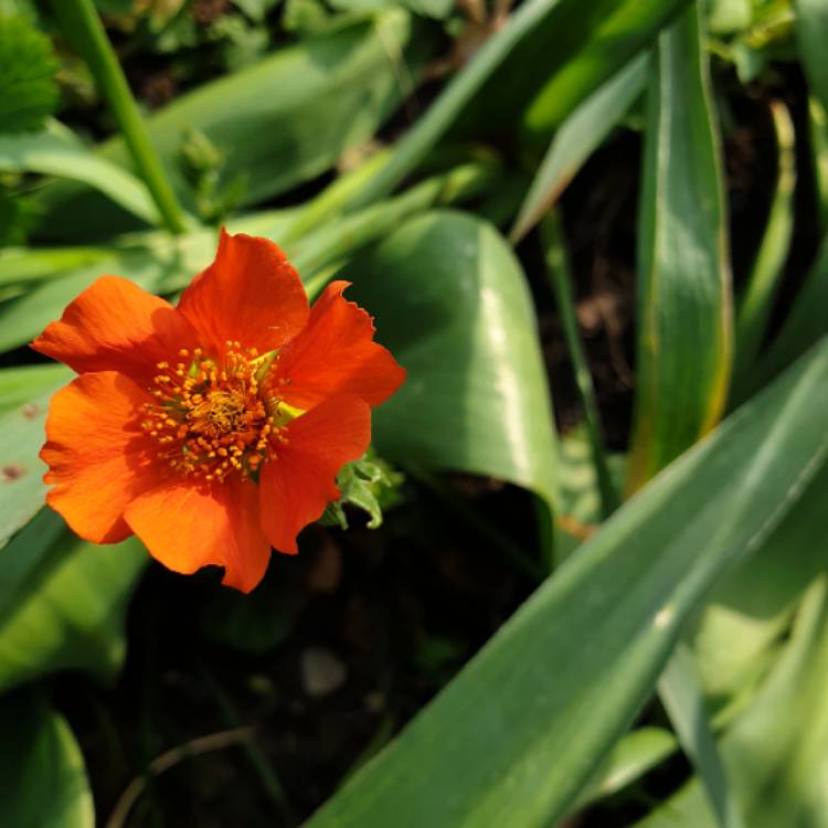 plant image 1015382 plant image 1015382