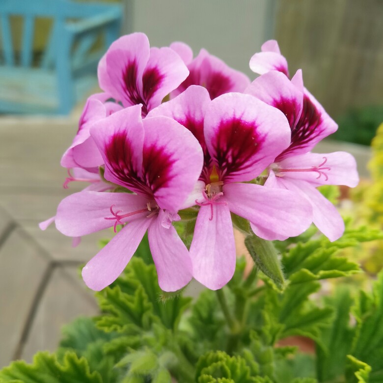 Plant image Pelargonium 'Orange Fizz'