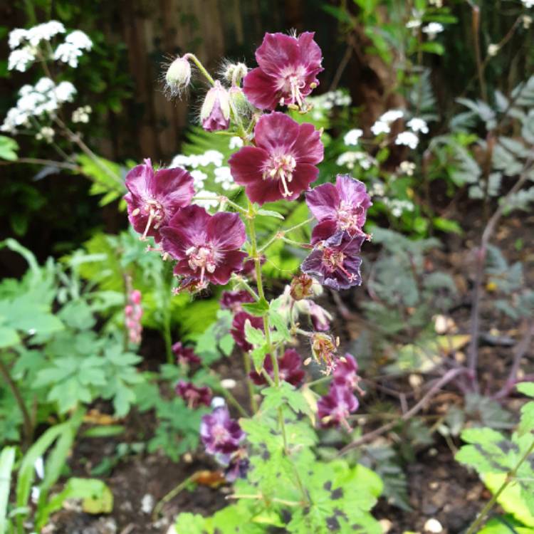 Plant image Geranium phaeum 'Samobor'