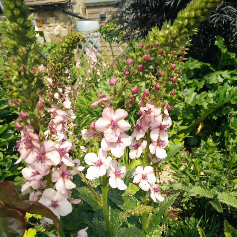 Plant image Verbascum