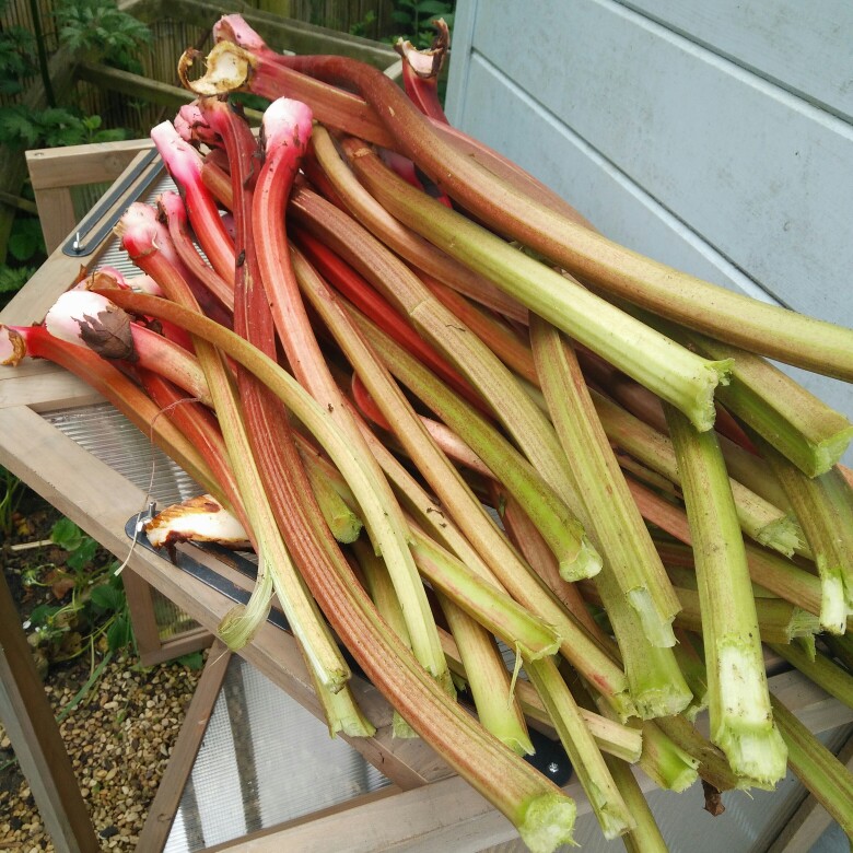 plant image 112347