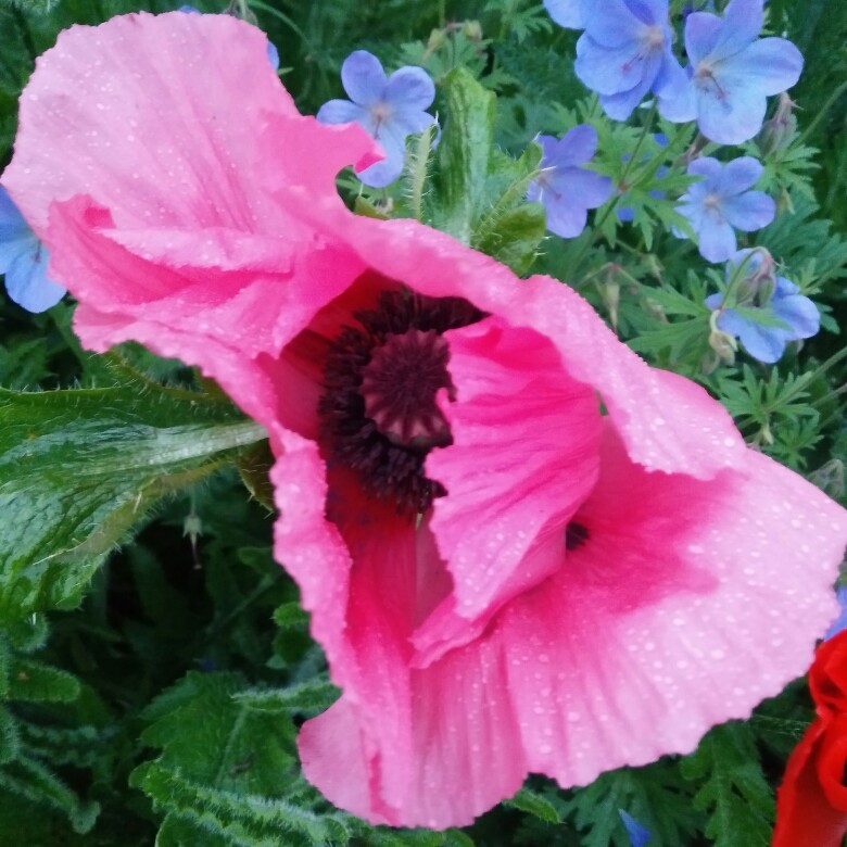 Plant image Papaver orientale 'Coral Reef'