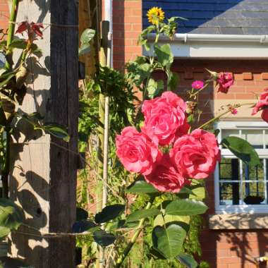 Teresa's garden