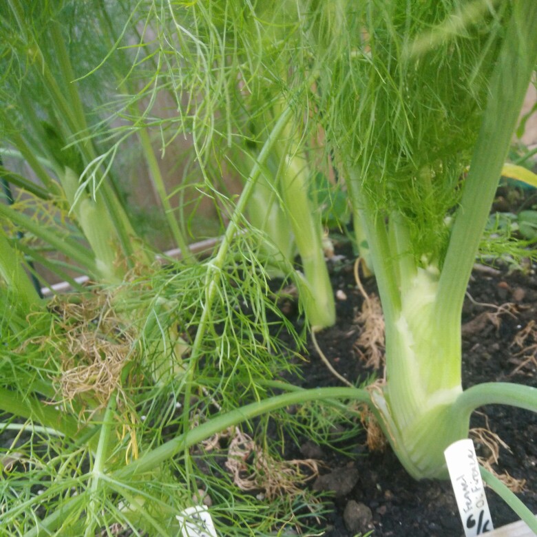 Foeniculum vulgare var. azoricum