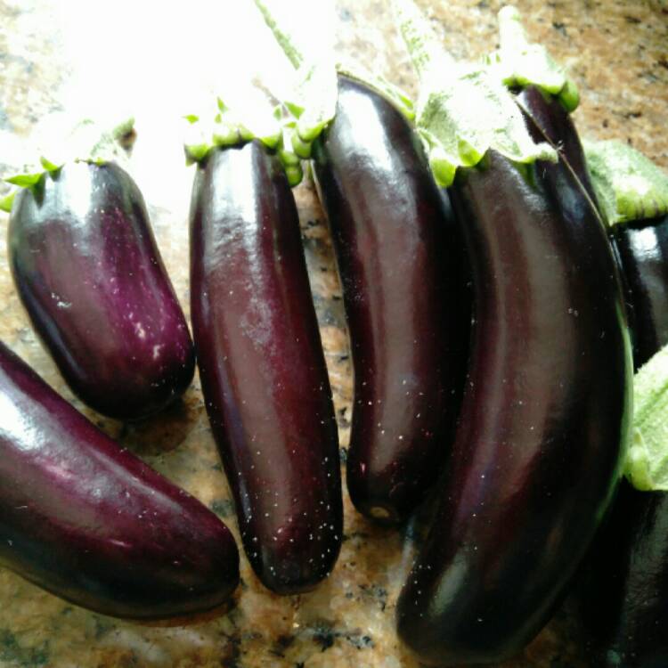 plant image 220571
