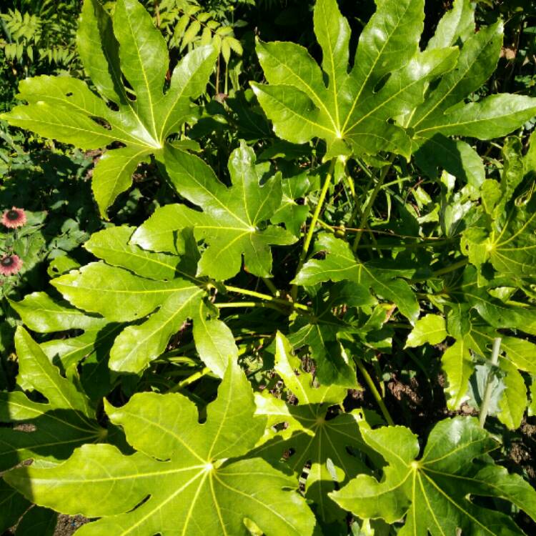 Plant image Fatsia japonica 'Spider's Web'