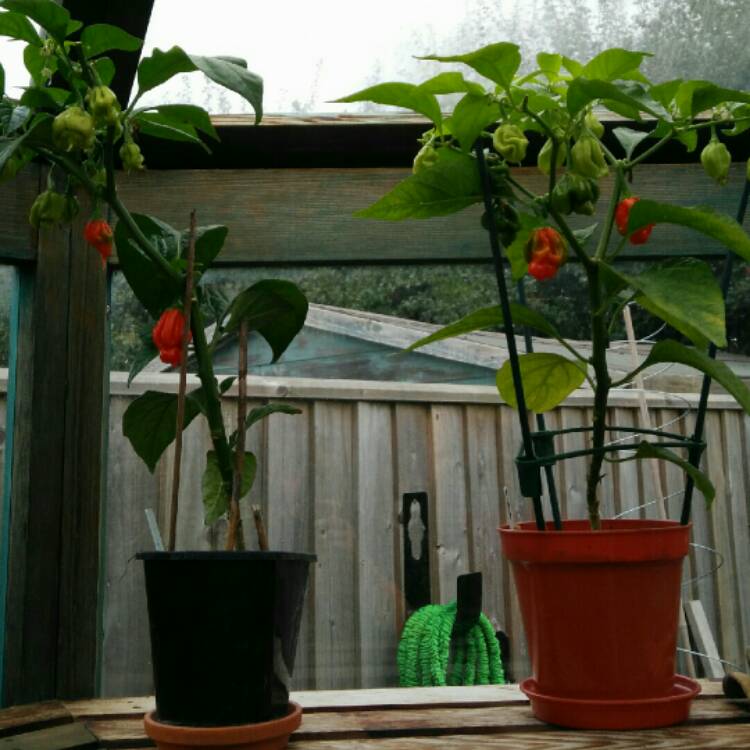 Plant image Capsicum Chinense 'Habanero'