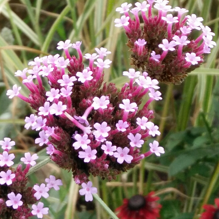 plant image 260810