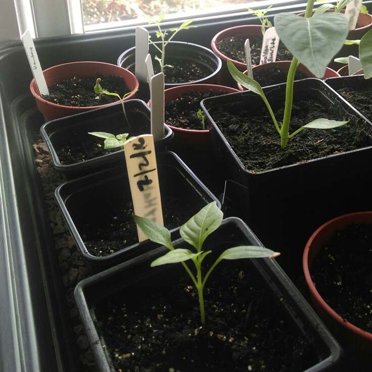 plant image 26835