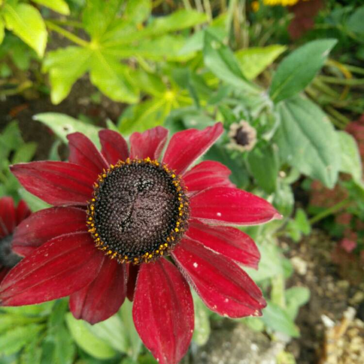 Plant image Rudbeckia hirta 'Cherry Brandy'