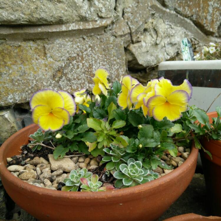 Plant image Viola cornuta 'Etain'