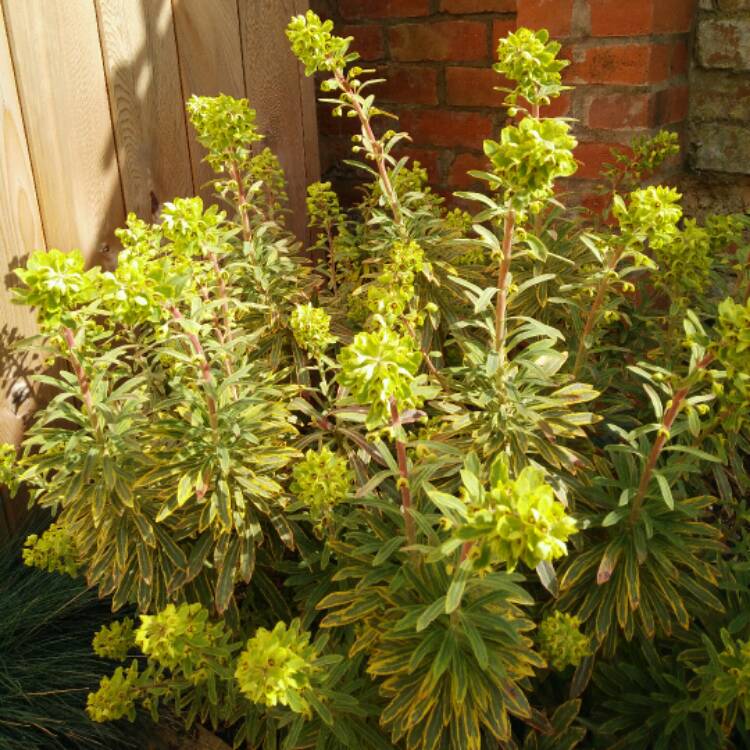 Plant image Euphorbia
