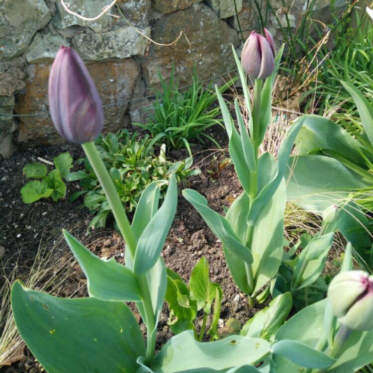 plant image 351981