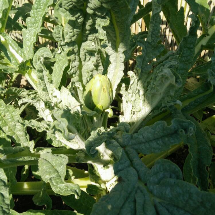 Plant image Cynara Scolymus