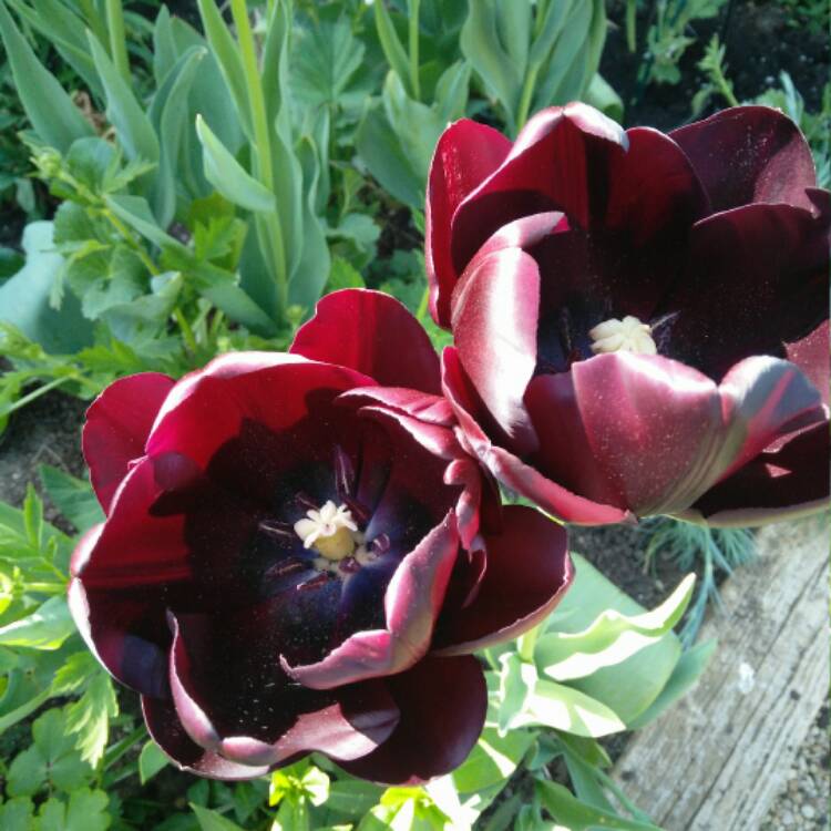 plant image 373167
