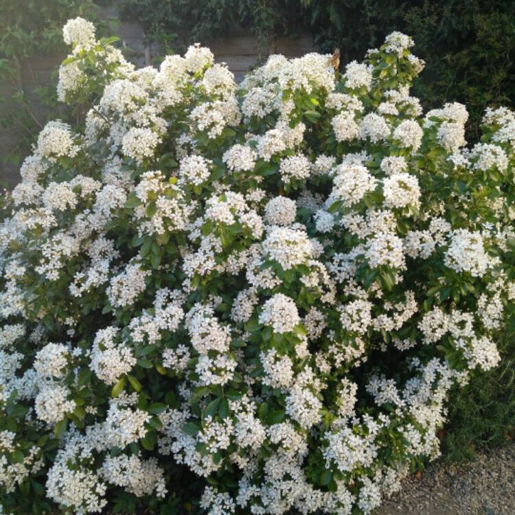 Plant image Choisya ternata